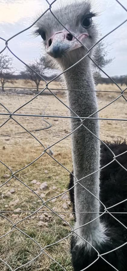 Etotongwe Lodge Outjo Kültér fotó