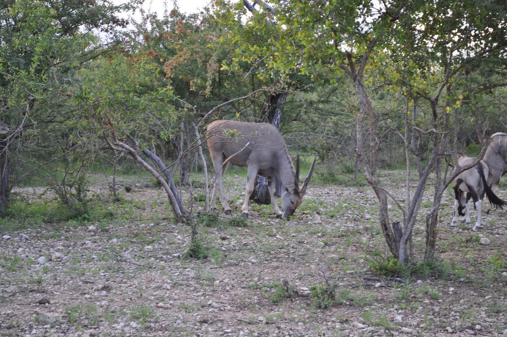 Etotongwe Lodge Outjo Kültér fotó